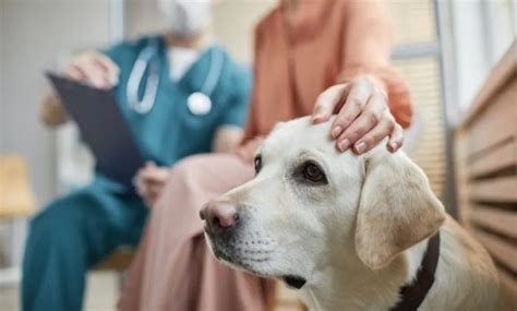 What Missouri and Illinois dog owners should know about mystery illness